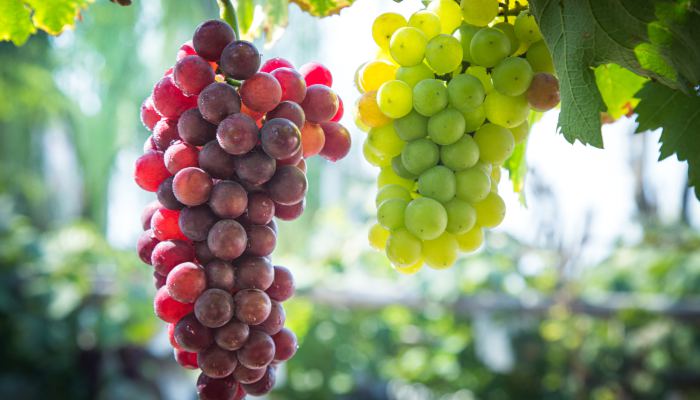 想要买到新鲜的葡萄可以挑选什么样的 葡萄怎么买才好吃