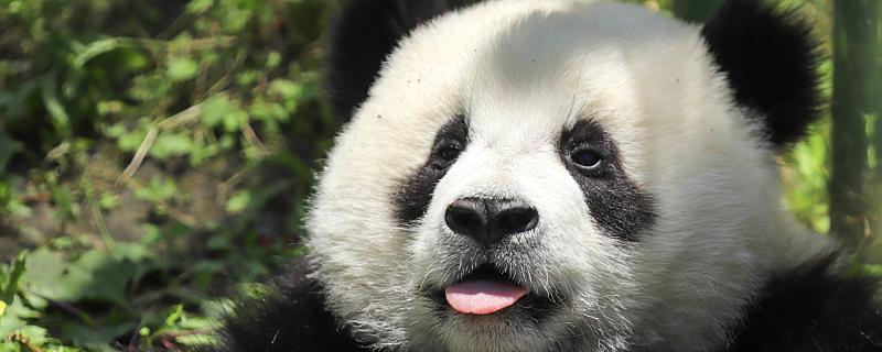 食铁兽和大虫哪个曾是大熊猫在古代的名字 大熊猫古时候叫啥
