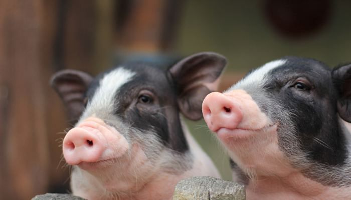 2022养猪补贴最新标准 2022年养猪补贴政策最新标准