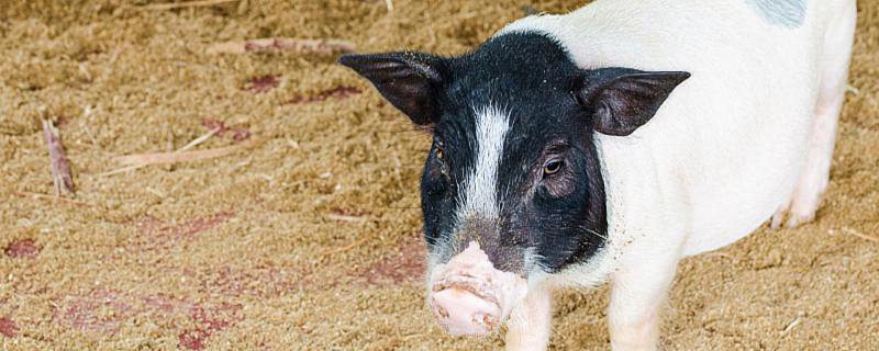 2022养猪补贴最新标准 2022年养猪补贴政策最新标准