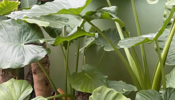 家里养滴水观音有毒吗 滴水观音养护要点