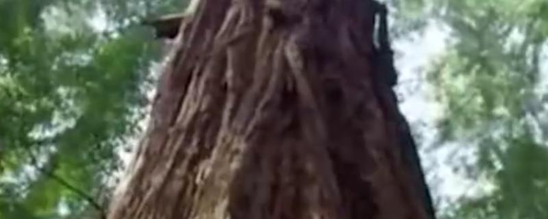 阴沉木是什么木头 为什么阴沉木珍贵