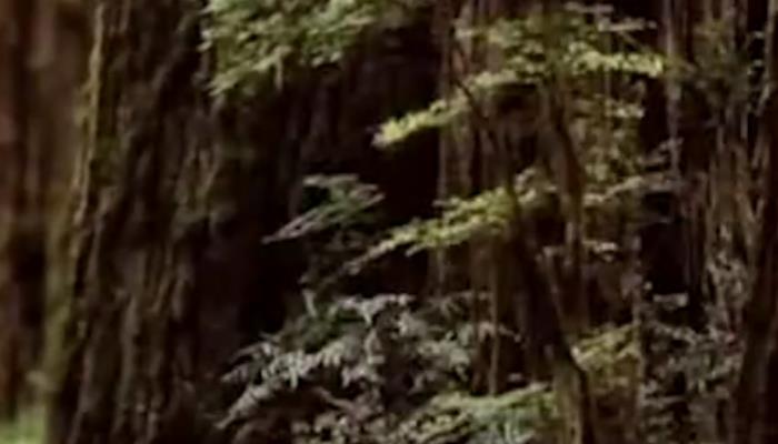 阴沉木是什么木头 为什么阴沉木珍贵