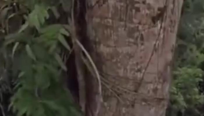 阴沉木是什么木头 为什么阴沉木珍贵