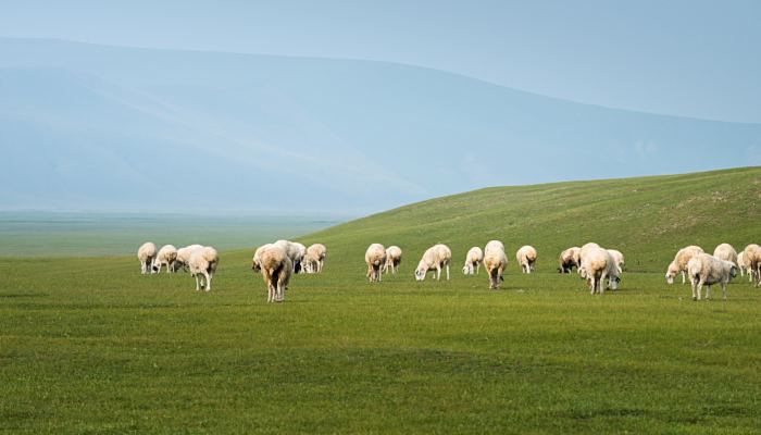 风吹草低见牛羊的意思 风吹草低见牛羊是什么含义