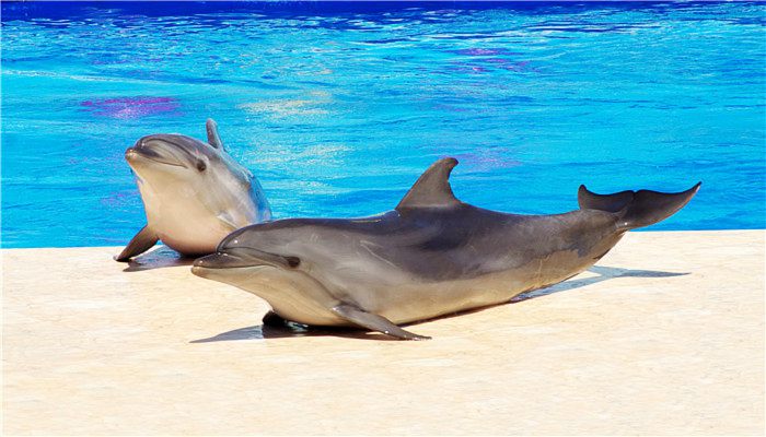 海豚是什么动物 海豚属于哪种动物