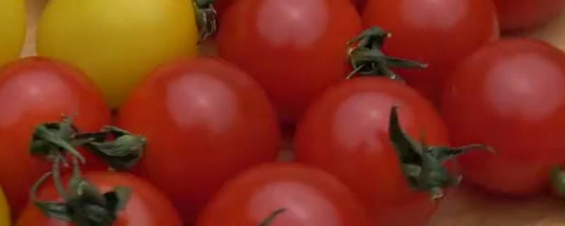 西红柿是水果还是蔬菜 西红柿是属于水果还是蔬菜