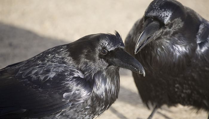 烏鴉是鳥類最聰明的嗎 烏鴉是不是鳥類中最聰明的