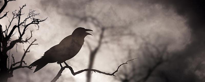 烏鴉是鳥類最聰明的嗎 烏鴉是不是鳥類中最聰明的