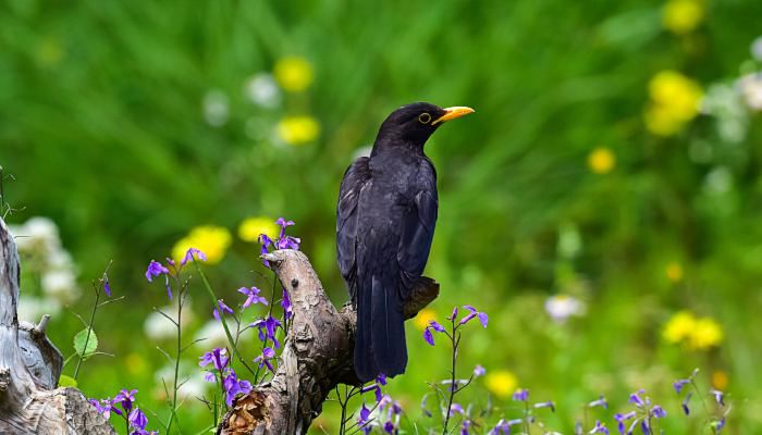 烏鴉是鳥類最聰明的嗎 烏鴉是不是鳥類中最聰明的