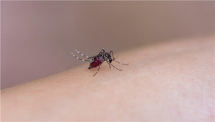蚊子吸完血后能活多久 蚊子吸血后可以活多长时间