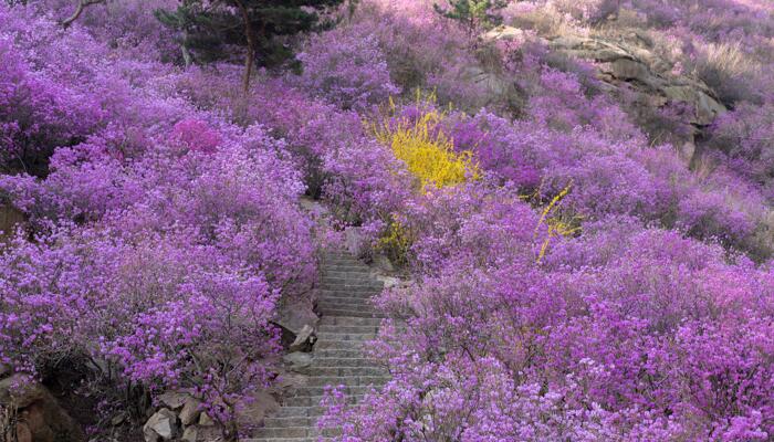 2022青岛大珠山杜鹃花预报 预计4月3日进入到盛花期