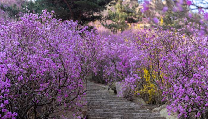 2022青岛大珠山杜鹃花预报 预计4月3日进入到盛花期