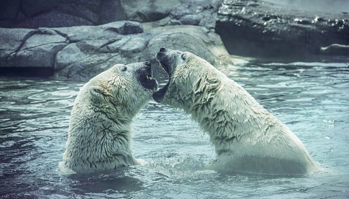 北极熊为什么不怕冷 北极熊为何不怕寒冷