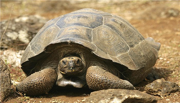 乌龟为什么能长寿 乌龟为什么寿命长