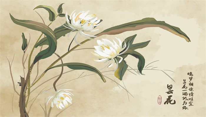 曇花為什么只能一現(xiàn) 曇花為啥是只能一現(xiàn)