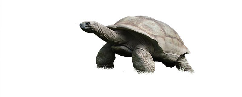 乌龟为什么能长寿 乌龟为什么寿命长
