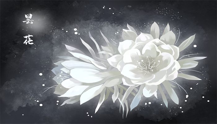 曇花為什么只能一現(xiàn) 曇花為啥是只能一現(xiàn)