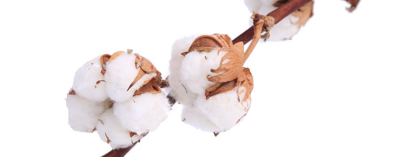 木棉花什么時(shí)候開花 木棉花在什么時(shí)間開放