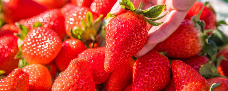 奶油草莓名字的由来 奶油草莓名字的来源