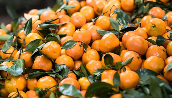 橘子常温下可以放多久 橘子常温能存放多长时间