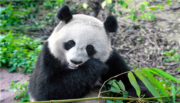 刚出生的大熊猫是什么颜色的 刚生出的大熊猫是哪种颜色