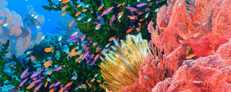 世界上最大的珊瑚礁是什么礁 世界最大珊瑚礁是哪种礁