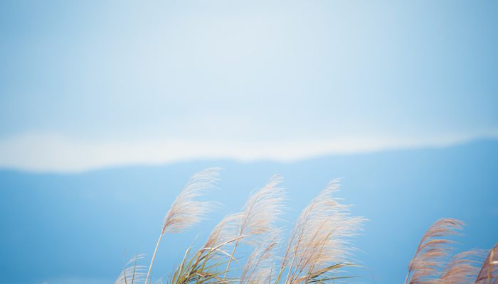 大暑节气注意什么 大暑节气需要注意的事项