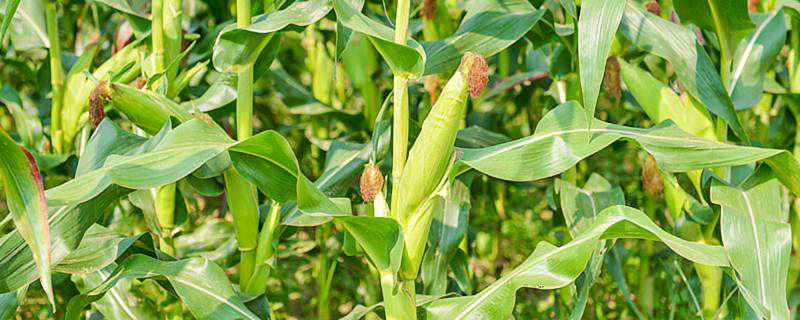 河南收玉米一般是几月份 河南收玉米通常是在几月