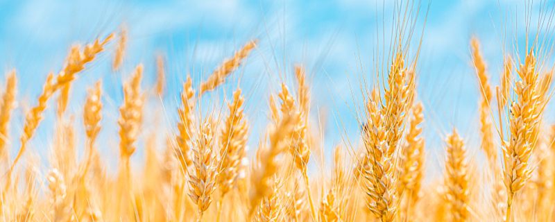 小麦和大麦有什么区别 小麦与大麦有哪些不同