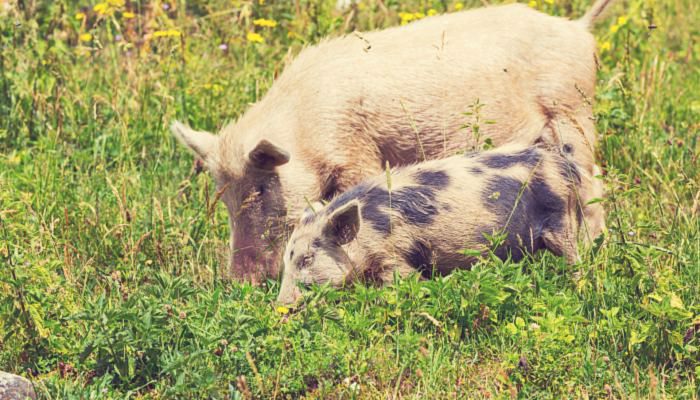 2022养猪可以补贴多少钱 2022年养猪能补贴多少钱