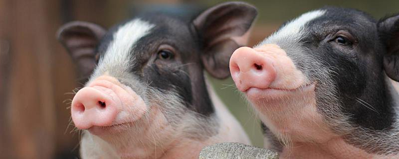 2022养猪可以补贴多少钱 2022年养猪能补贴多少钱
