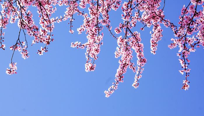2023南京樱花节是几月几日 樱花象征着什么