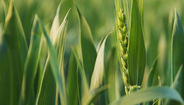 2022年种小麦的最佳时间 2022年种植小麦的最合适时间