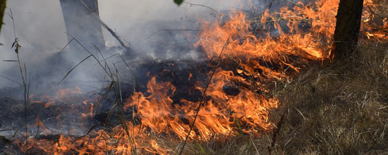 森林为什么会自燃起火 森林为何会自燃着火