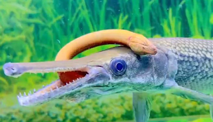 鳄雀鳝对鱼塘的危害 鳄雀鳝对鱼塘的影响