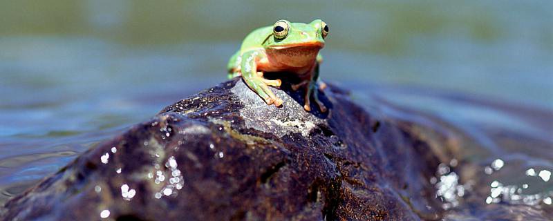 蟾蜍和青蛙的区别 蟾蜍与青蛙的不同