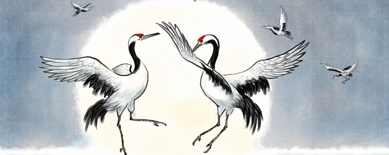 白鹤是几级保护动物 白鹤属于几级保护动物