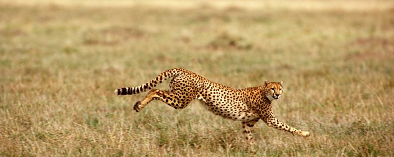 奔跑最快的哺乳动物是什么 奔跑速度最快的哺乳动物是什么