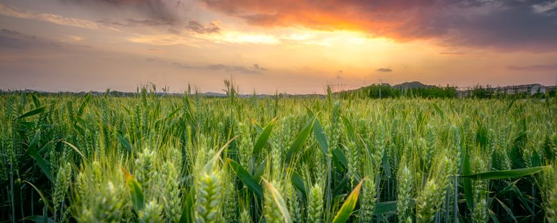 2022年种小麦的最佳时间 2022年种植小麦的最合适时间