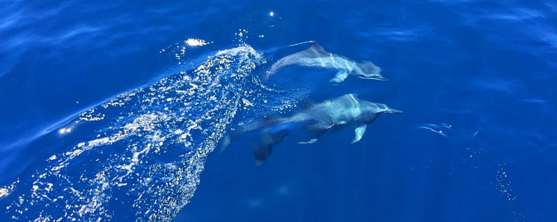 海豚是什么动物 海豚属于哪种动物