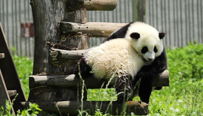 大熊猫为什么是黑白的 大熊猫为何是黑白色的