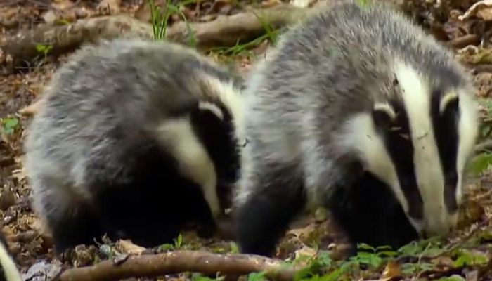 花面狸几级保护动物 花面狸属于几级保护动物