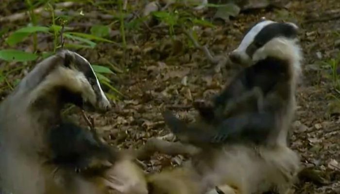 花面狸几级保护动物 花面狸属于几级保护动物
