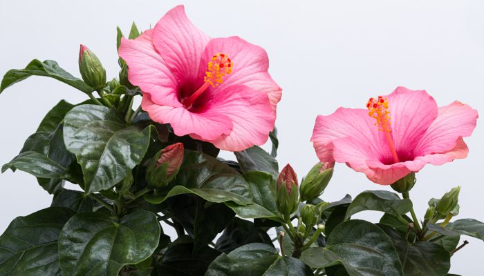 芙蓉是什么花 芙蓉属于哪种花