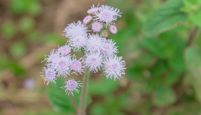 苓花是什么花 苓花属于哪种花