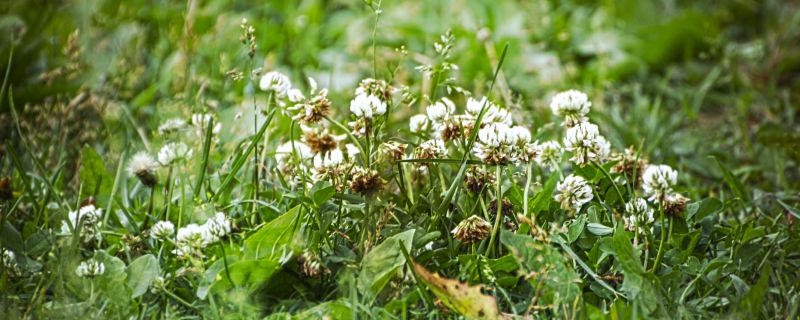 苓花是什么花 苓花属于哪种花