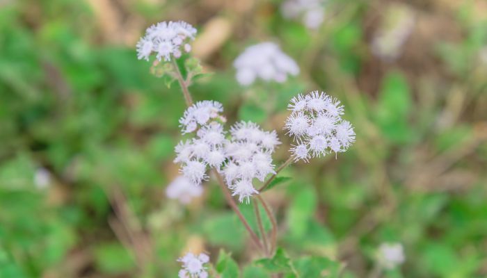 苓花是什么花 苓花属于哪种花
