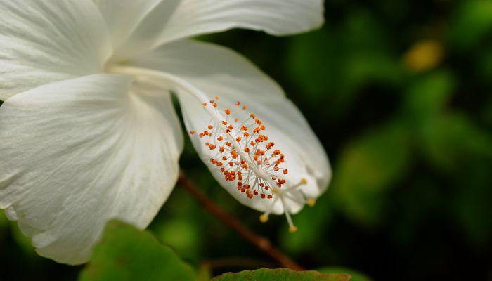 芙蓉是什么花 芙蓉属于哪种花