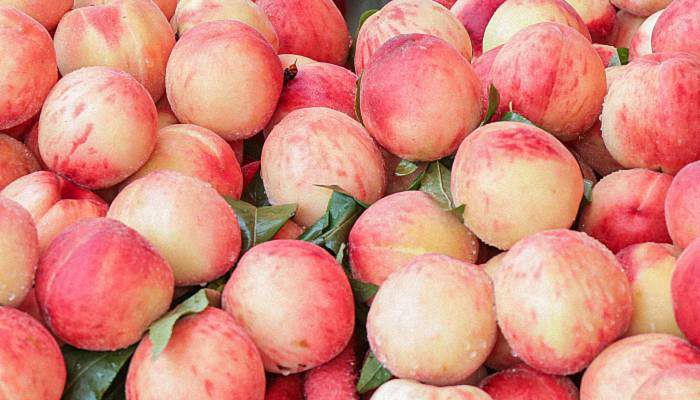 黄桃是桃子吗 桃子种类有哪些